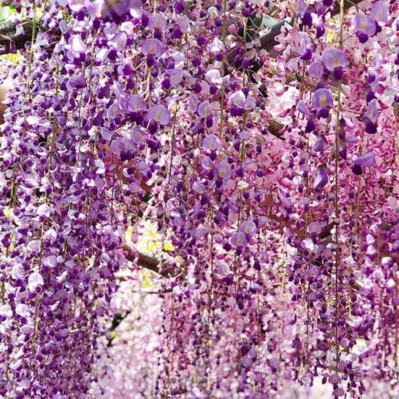 多花紫藤树苗庭院别墅攀援爬藤植物南方北方种植盆栽地栽紫藤花树