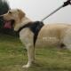 狗狗胸背带中大型犬防爆冲牵引绳金毛拉布拉多遛狗绳狗链狗背心