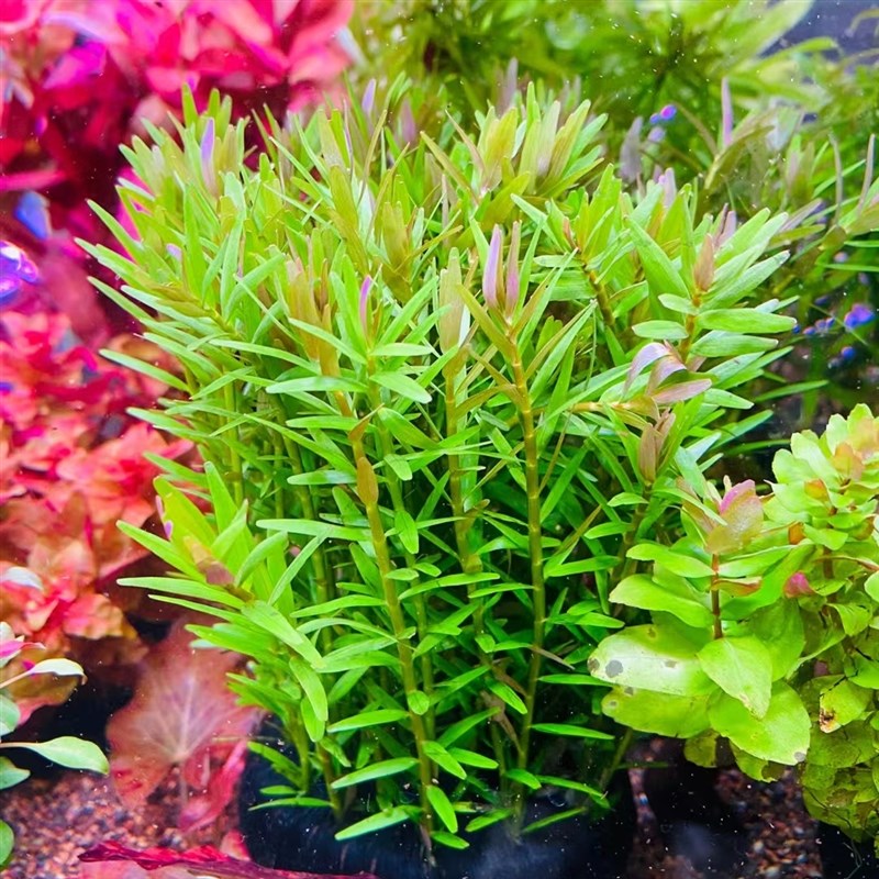 绿宫廷小陀水草植物鱼缸造景装饰阴性水草真草新手水草水榕莫斯