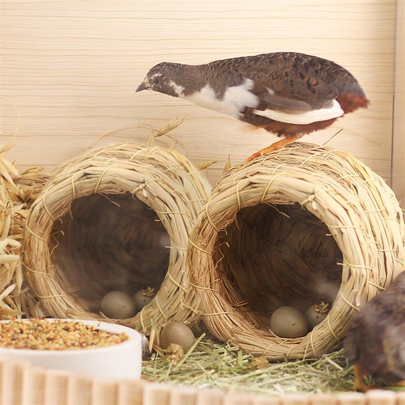 芦丁鸡草编窝鸟窝鹦鹉鸟巢窝虎皮牡丹造景用品下蛋孵蛋专用鸡窝,宠物/宠物食品及用品,鸟窝,淘宝优惠券,粉丝福利购,淘宝优惠卷