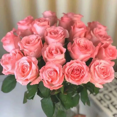 戴安娜玫瑰云南鲜花基地直发粉色单头玫瑰官方