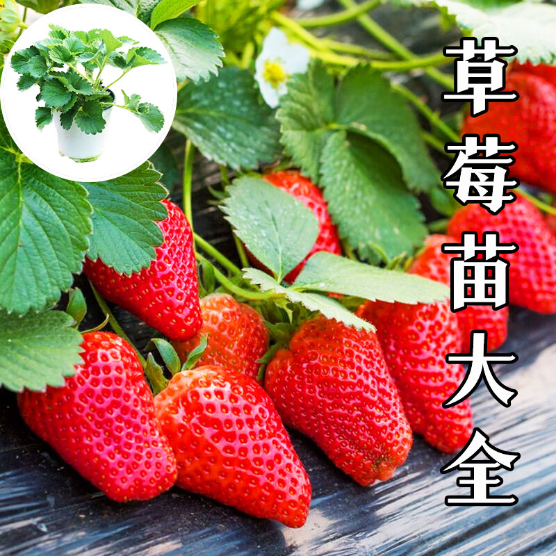 正宗草莓秧苗原盆原土室内盆栽章姬红颜草莓苗南北方种植当年结果