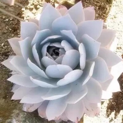 超粉多肉广寒宫多肉超大晚霞蓝光伯克利锦白玫瑰植物薄叶三仙