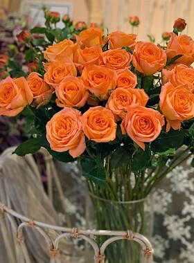 惠惠的花园切花月季惊喜多季开花花期长阳台露台花卉植物盆栽玫瑰