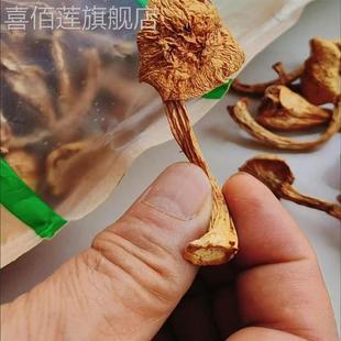 东北野生榛蘑干货小鸡炖蘑菇长白山土特产真蘑无根净重新货