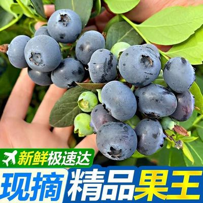 顺丰空运云南新鲜花香蓝莓孕妇辅食现摘现发精选新鲜水果宝宝辅食
