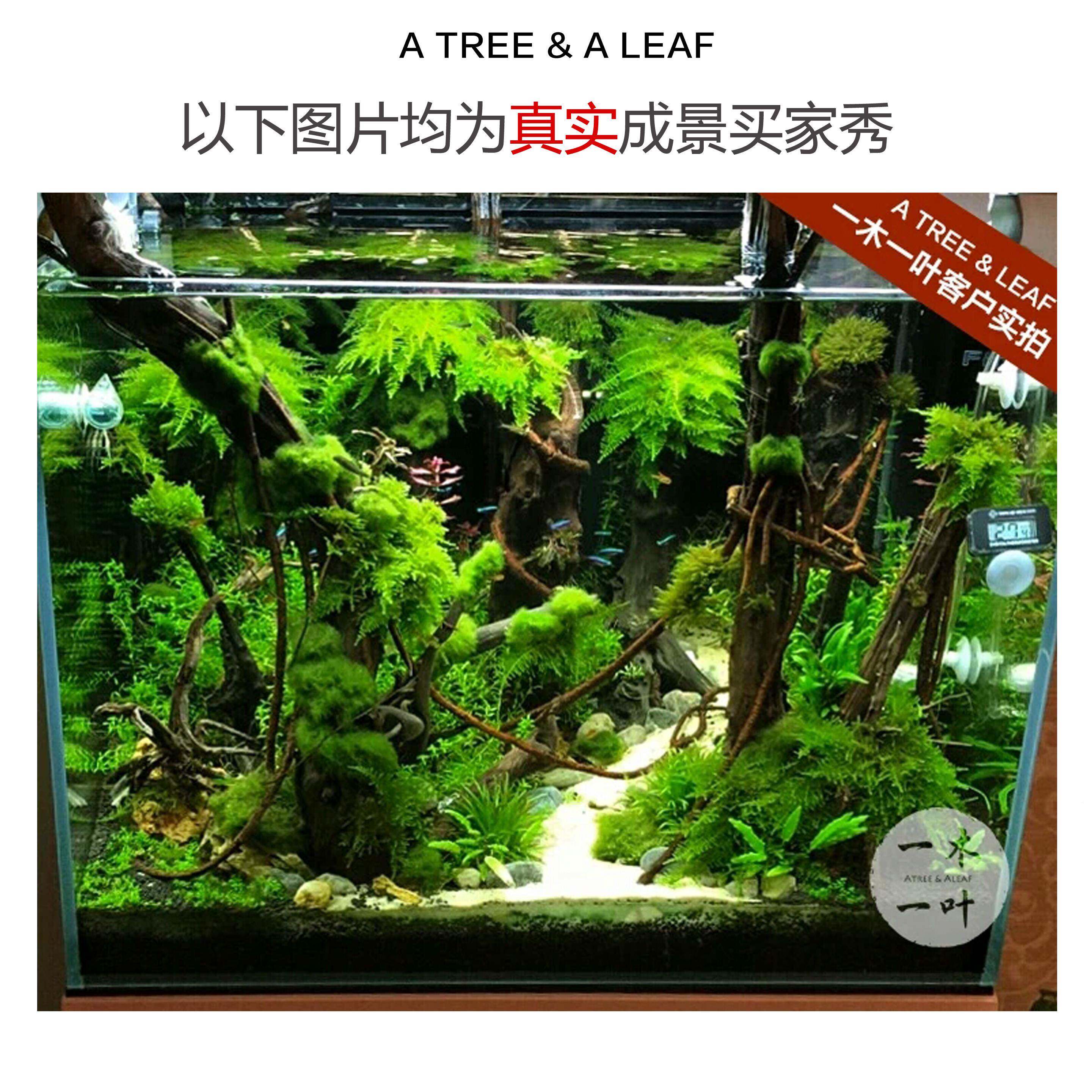 草缸JFI沉木套餐 造景木景 草缸造景 一木一雨林叶 原创设计 直定