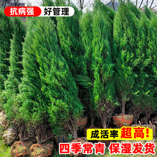 塔柏侧柏树苗四季常青柏树墓前松柏树苗道路绿化耐寒易活圆柏松树