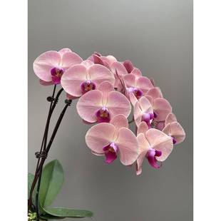 欣欣向荣大西瓜红养蝴蝶超兰花带花苞季好活盆栽四客厅室内/阿花