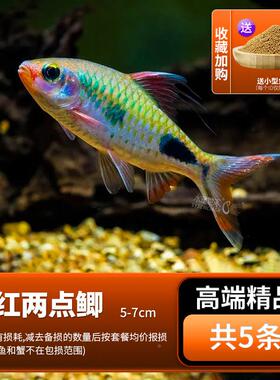 紫红两点鲫热带鱼观赏鱼活CQY彩虹石钻鲫黑影道人淡草缸小型鱼水