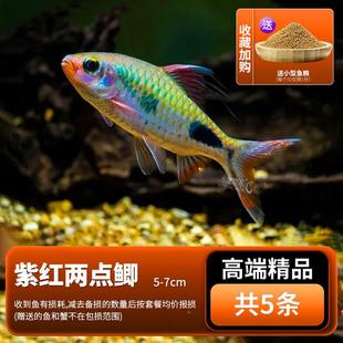 紫红两点鲫热带鱼观赏鱼活CQY彩虹石钻鲫黑影道人淡草缸小型鱼水