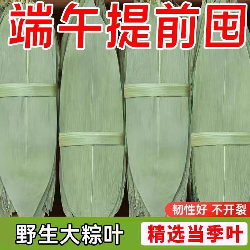 粽子大张端午棕叶大号新叶正宗叶子端午节家用商用粽叶端午节批发