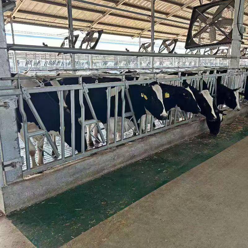 牛颈枷自锁型结实耐用方便灵活牛场设备牧场养殖牛颈夹农场奶牛