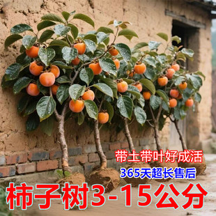 柿子苗树脆甜柿无核柿南北方种植特大庭院地栽当年结果柿子树果苗