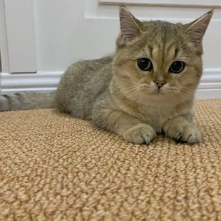 ins纯色地毯免洗 地垫猫抓板防滑垫仿剑麻客厅卧室床边毯满铺日式