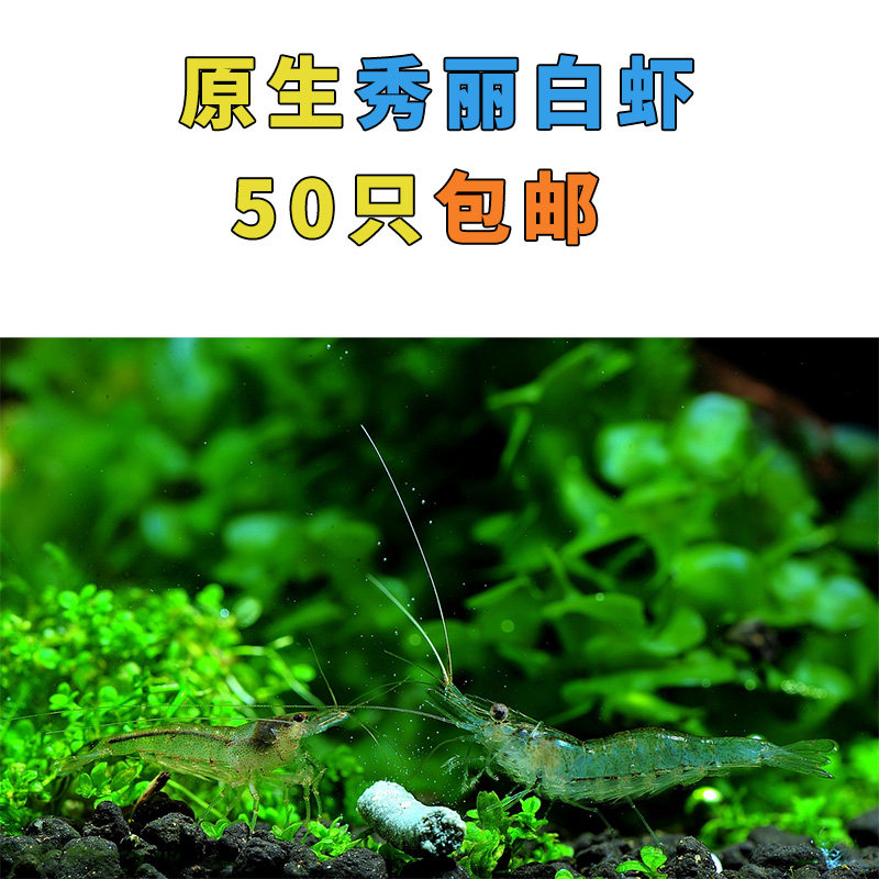 秀丽白虾冷水观赏虾p白虾工具虾丝藻钢毛藻绿藻除藻虾广东