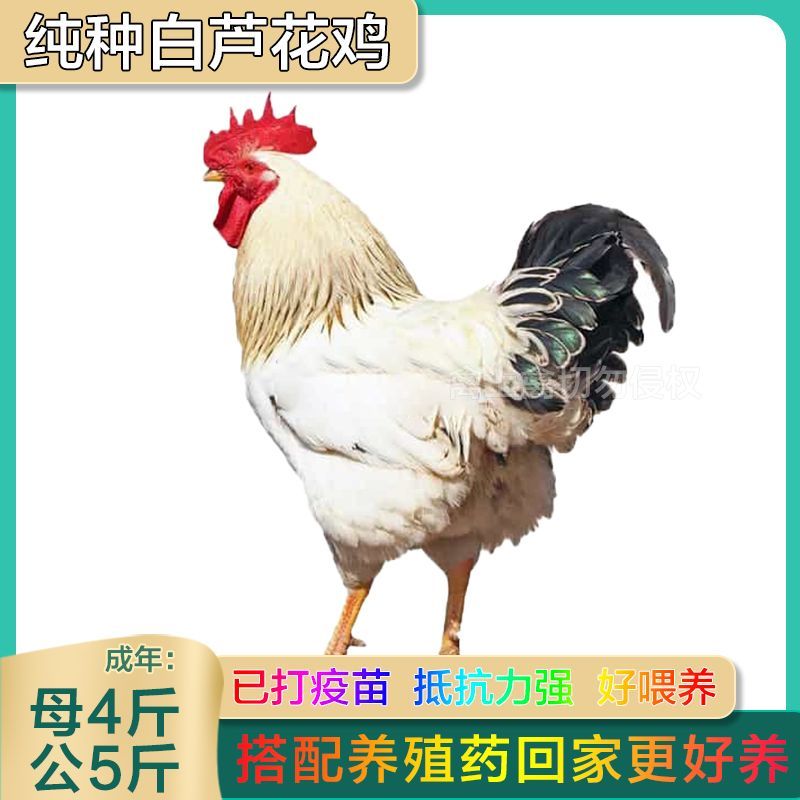 【特惠十二只】现货半斤白芦花鸡正宗一斤彩凤鸡苗广东封开杏花鸡