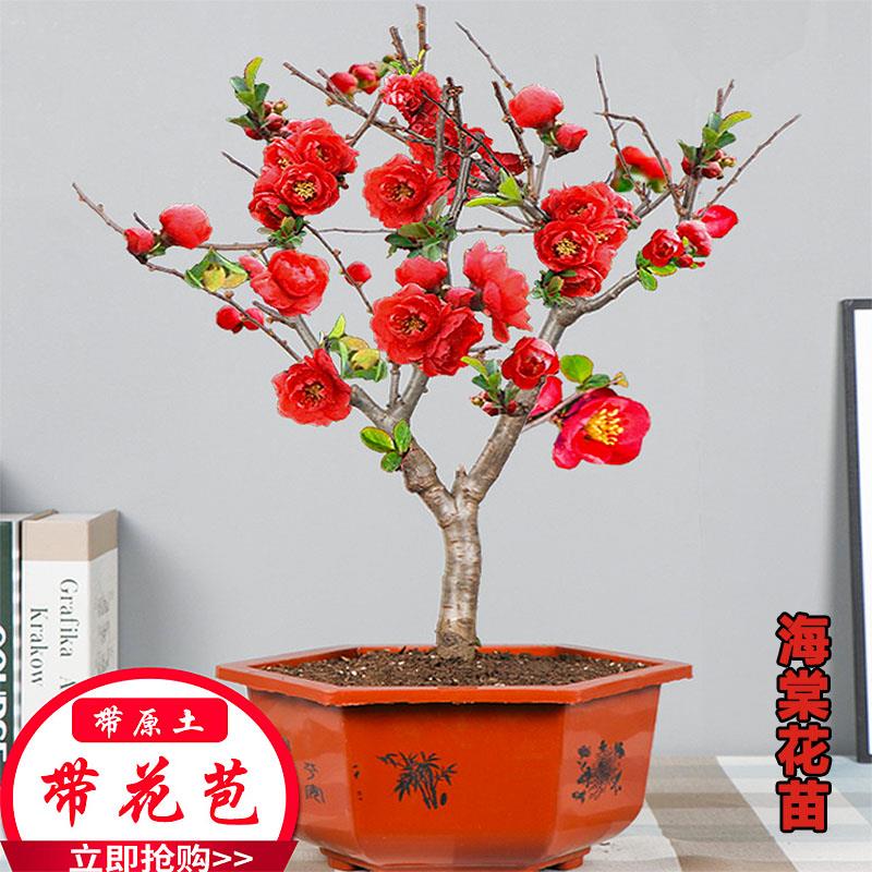 海棠花盆栽植物花苗老桩盆景树桩带花苞四季开花室外重瓣阳台花卉