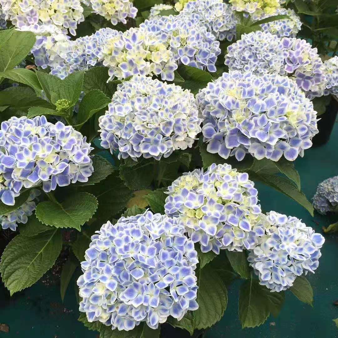 (木子家的花园)包邮大花绣球薄荷拇指魔幻革命海洋你我一起