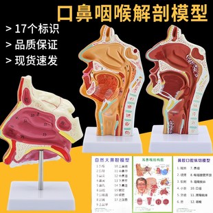 人体鼻腔解剖模型耳鼻喉科医学教学模型鼻子口腔鼻部结构组织模型