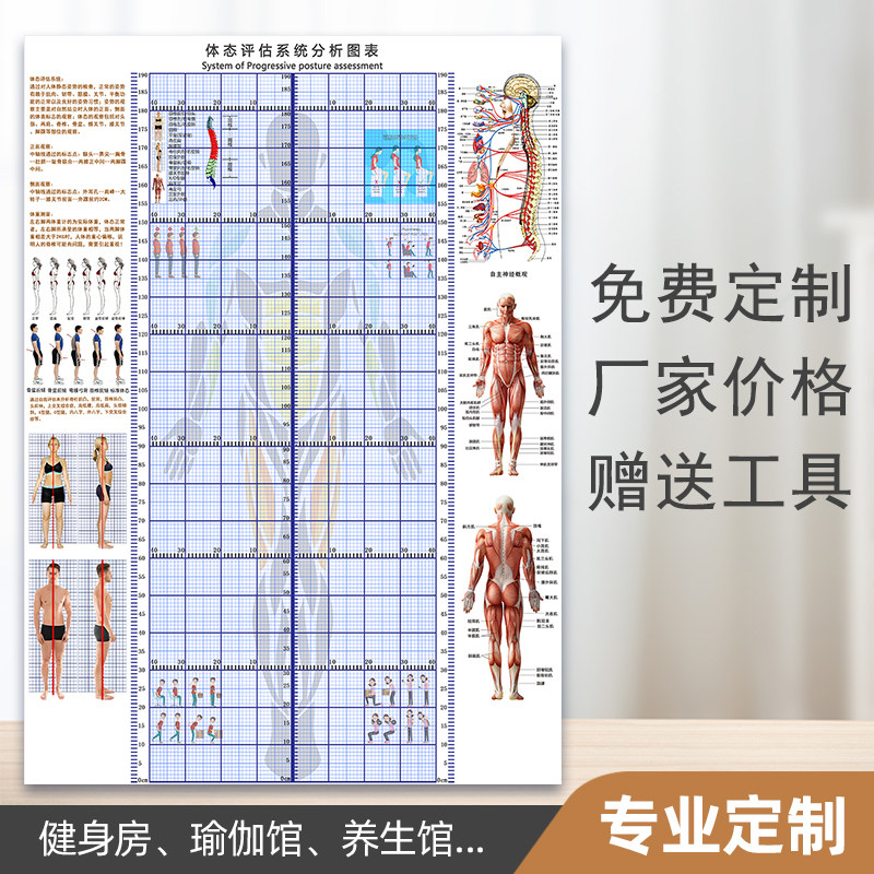 体态评估表健身房体测表墙纸脊柱侧弯测量图体姿体态分析图壁纸