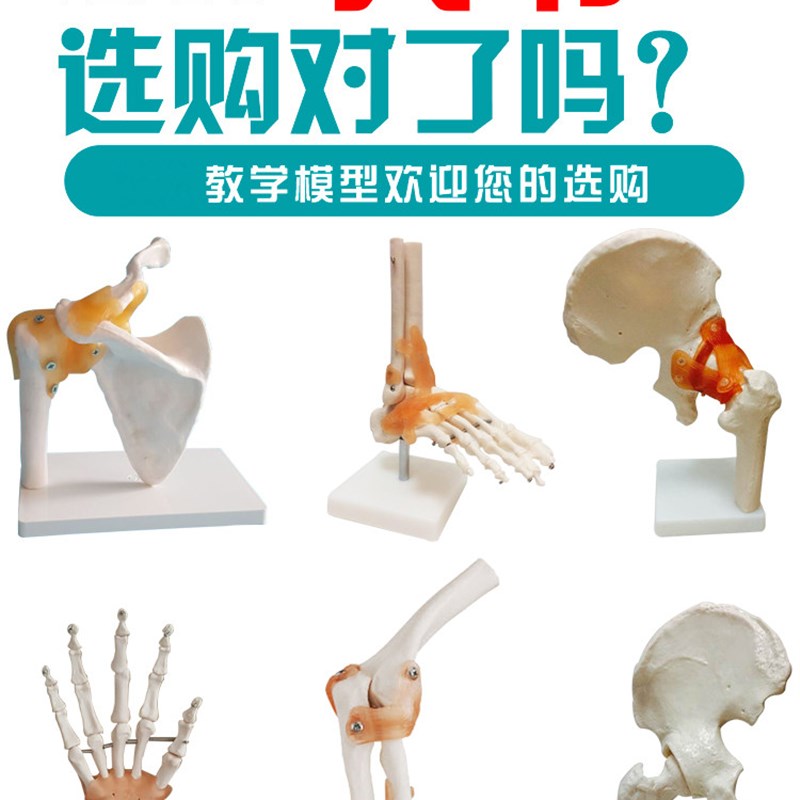 人体膝关节模型肩关节肘关节手关节D脚关节髋关节模型1:1骨骼模型