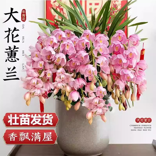 高端名贵大花蕙兰粉色烛光冬带花苞兰花苗盆栽浓香精品开花卉鲜花