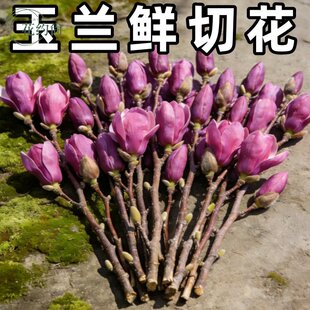 水培玉兰花卉紫玉兰植物干枝花苞开花耐寒鲜花装饰好养室内花卉