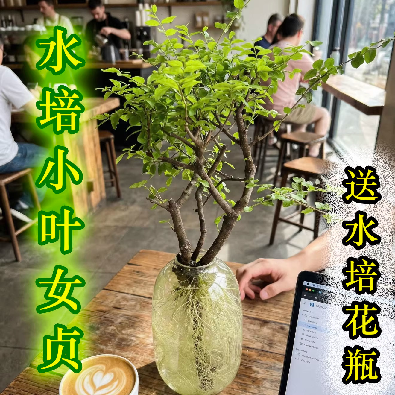 小叶女贞水培植物室内老桩造型树澳洲丁香木四季常青观叶观茎绿植,鲜花速递/花卉仿真/绿植园艺,红掌/凤梨/温室花卉,淘宝优惠券,粉丝福利购,淘宝优惠卷