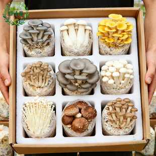 蘑菇种植菌包食用菌黑平菇香菇种子袋装栽培多肉园艺蘑菇盆栽菌棒