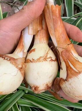 水生植物慈姑苗种苗茨菇种球 慈菇水培 茨菰阳台净化水质食用