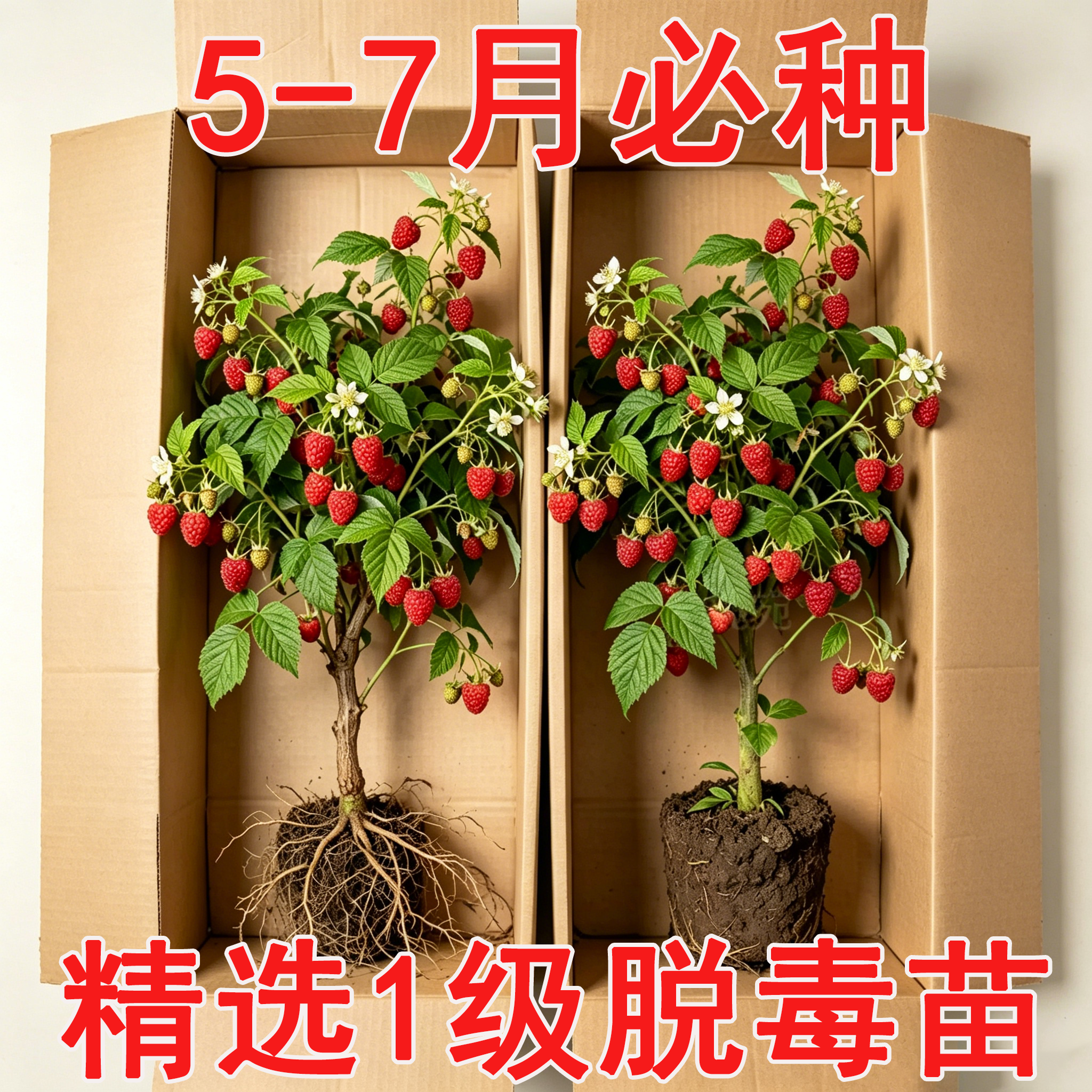 树莓果苗南方种植南北方水果种植果苗多年生树莓北方耐热耐寒果树