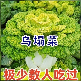 耐寒黄心乌塌菜黄心菜菊花心菜大白菜农家蔬菜黄金乌矮脚黄