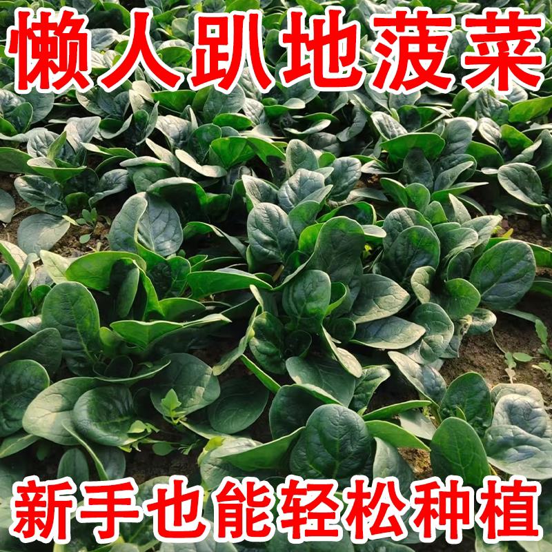 好润青趴地菠菜种子短梗大厚叶耐热耐寒爬地菠菜种籽蔬菜籽抗病