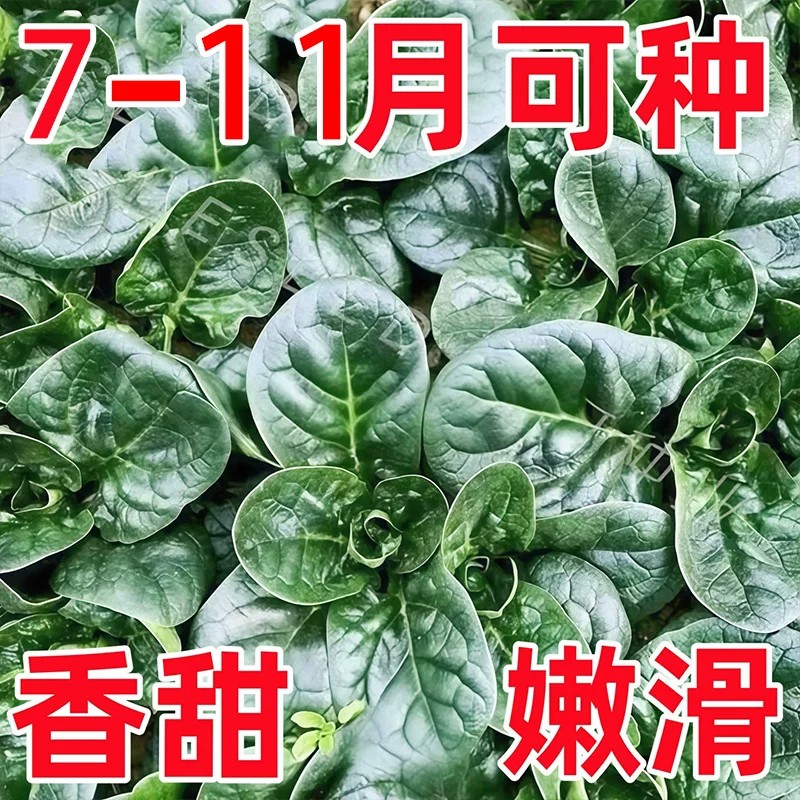 耐热趴地菠菜种子黑园叶菠菜种籽生长速快寒高产越冬蔬菜种子大全