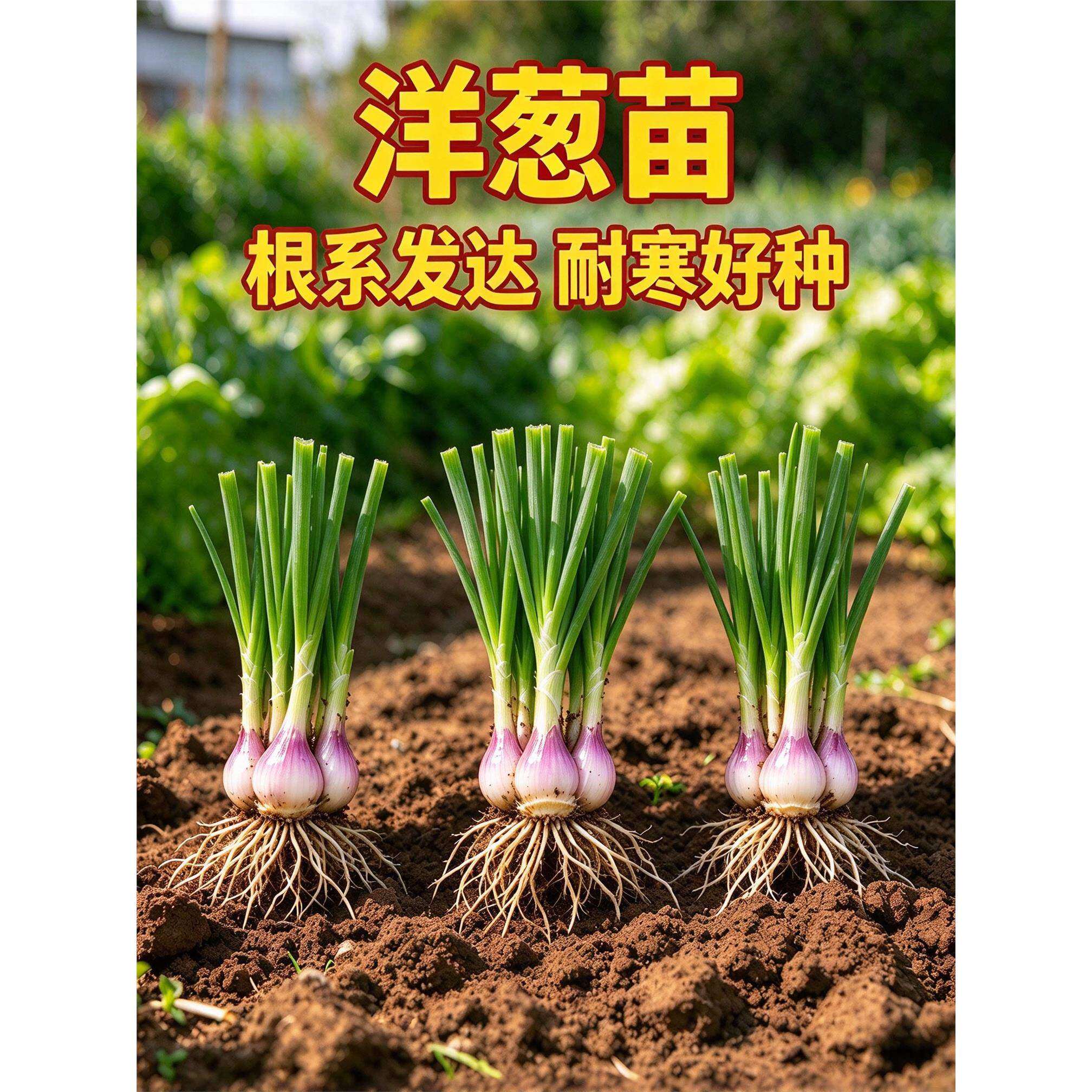 洋葱苗紫皮水果圆葱苗现挖带根耐寒阳台菜地盆栽蔬菜苗高产易成活