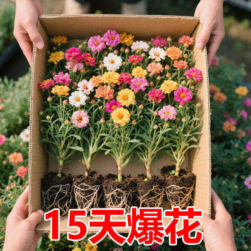 重瓣太阳花苗混色带根带土带花苞盆栽进口多色宿根枝条大花庭院