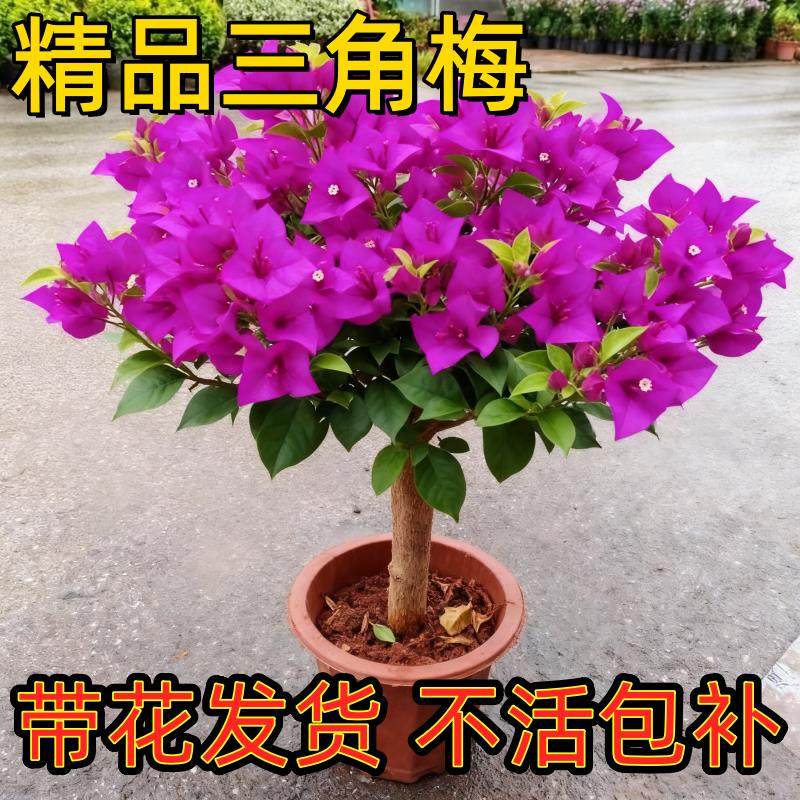 三角梅花树苗盆栽带花老桩特大苗漳红樱室内阳台高端爬藤四季开花,鲜花速递/花卉仿真/绿植园艺,红掌/凤梨/温室花卉,淘宝优惠券,粉丝福利购,淘宝优惠卷