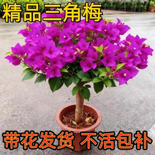 三角梅花树苗盆栽老桩特大苗漳红樱室内阳台高端爬藤四季开花