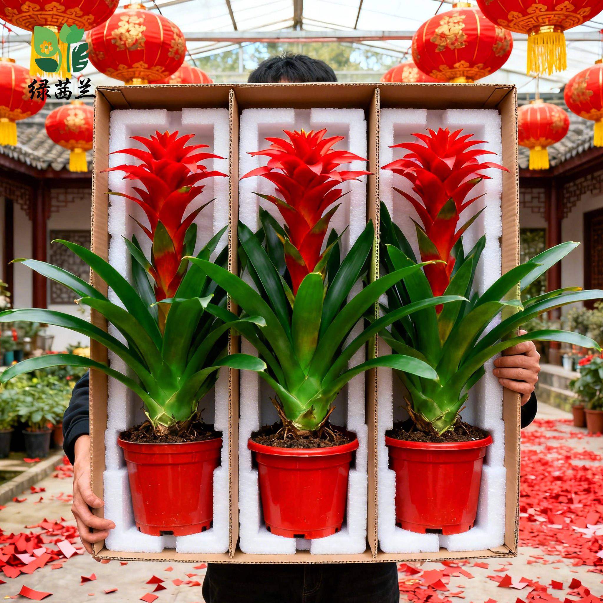 年宵花鸿运当头大红星盆栽室内客厅桌面绿植净化空气大凤梨鲜艳,鲜花速递/花卉仿真/绿植园艺,红掌/凤梨/温室花卉,淘宝优惠券,粉丝福利购,淘宝优惠卷