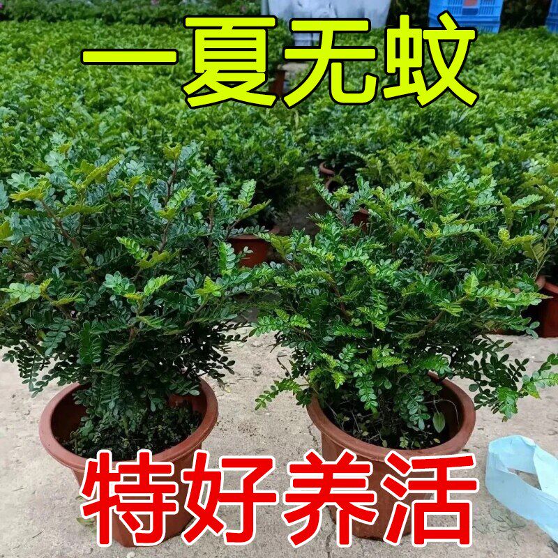 【清香驱蚊】驱蚊驱虫清香木盆栽正宗胡椒木花卉绿植易养驱蚊植物