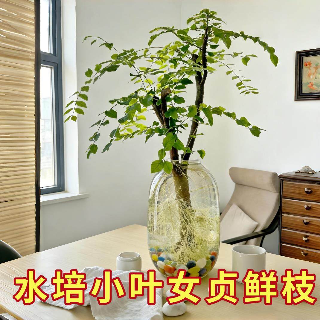 2026网红款水培绿植水培小叶女贞室内室外好养雅致植物水养,鲜花速递/花卉仿真/绿植园艺,红掌/凤梨/温室花卉,淘宝优惠券,粉丝福利购,淘宝优惠卷