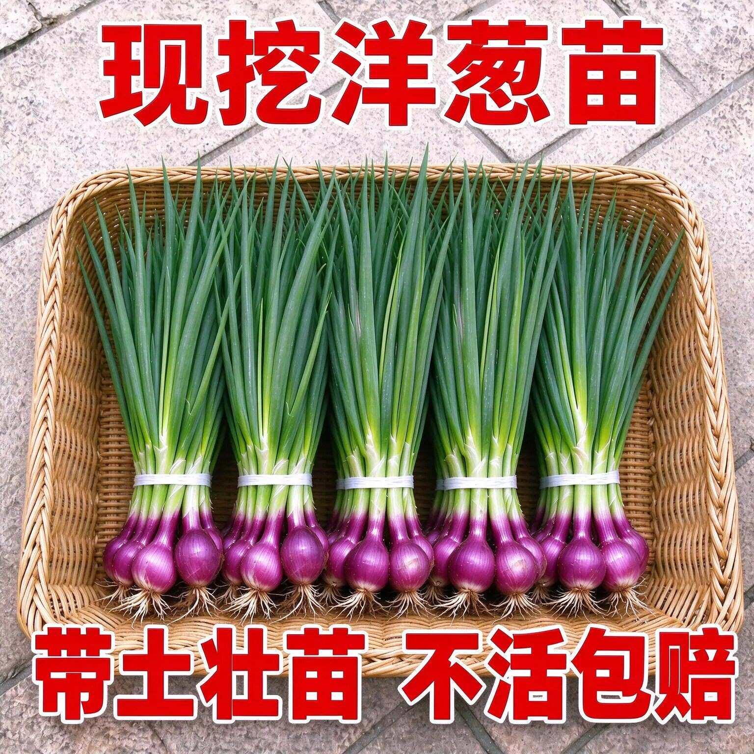 水果紫皮洋葱苗子正宗山东水果洋葱苗现挖现发耐寒葱栽子成活率高