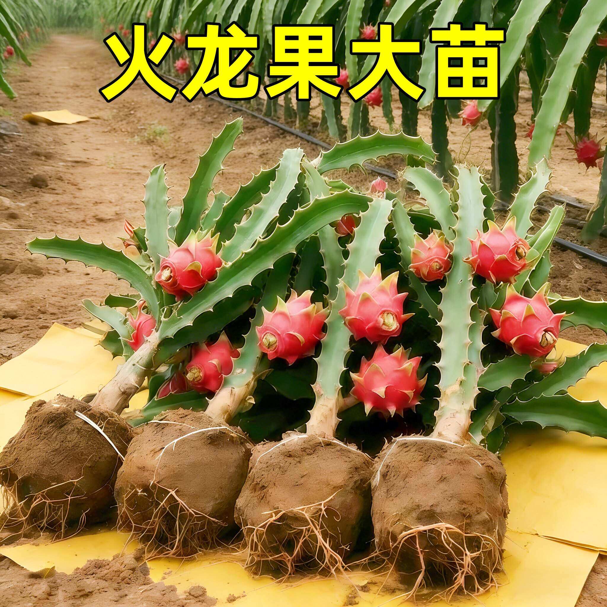 火龙果树果苗盆栽四季结果南北方种植白心黄金燕窝红心红肉火龙果