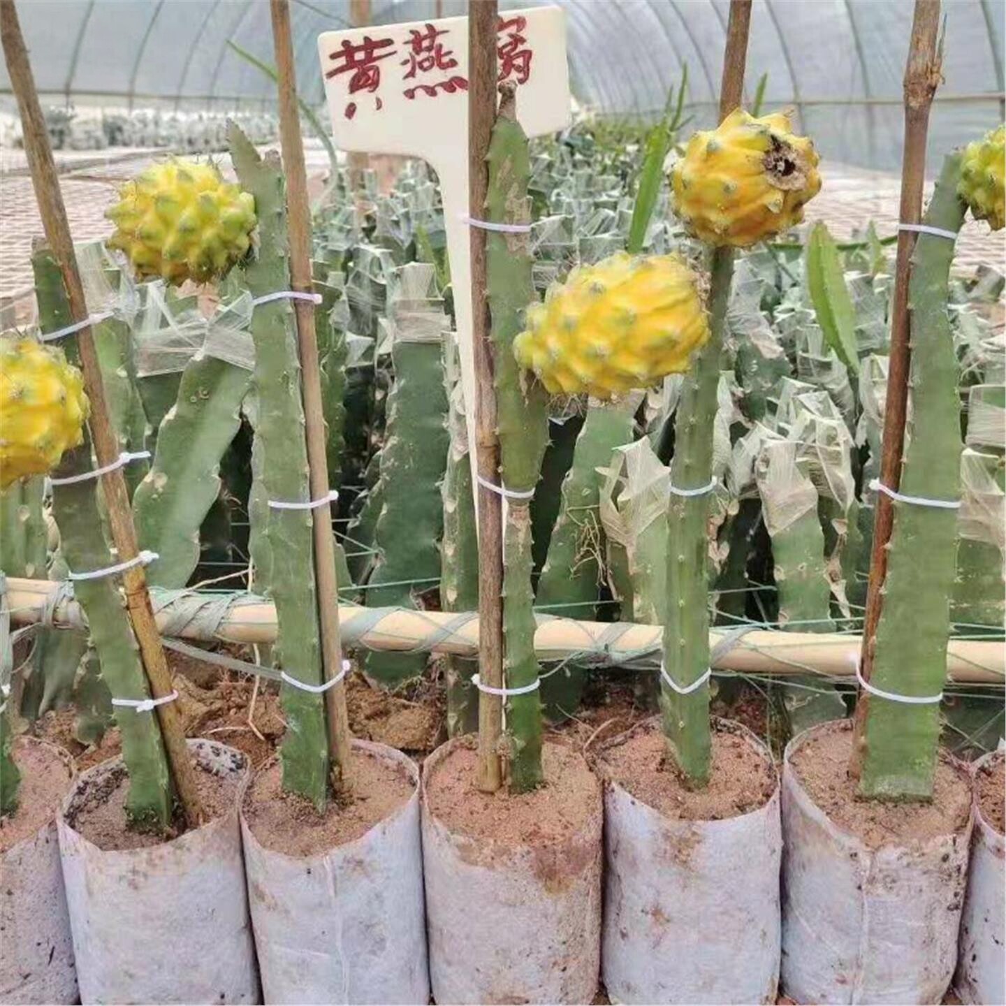 易栽燕窝果苗带果新品种黄皮白肉火龙果嫁接麒麟果树当年结果庭院