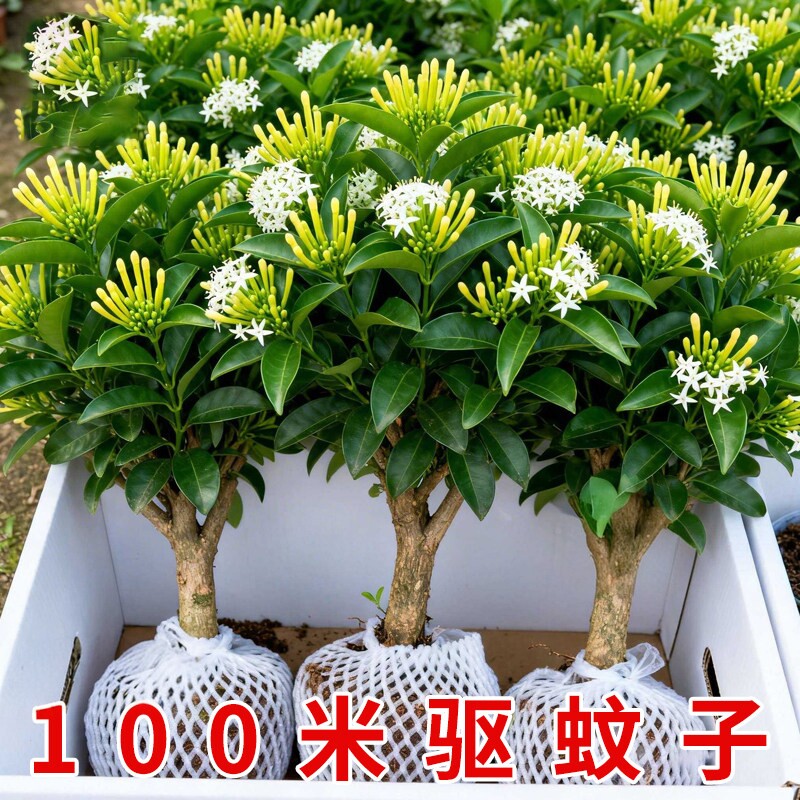 夜来香盆栽花树苗老桩带花苞室内外驱蚊花卉植物庭院阳台好养易活