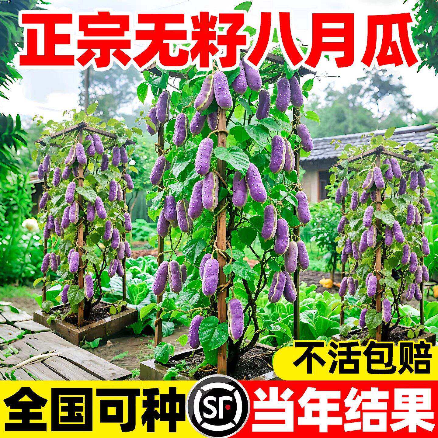 无籽八月瓜水果树苗盆栽八月炸嫁接苗南北方庭院种植果树当年结果