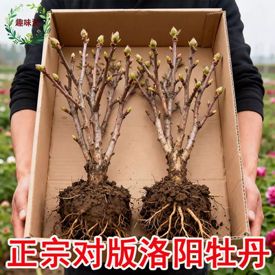 正宗洛阳牡丹花苗大苗花卉植物缠枝牡丹客厅易活好养盆栽庭院树苗