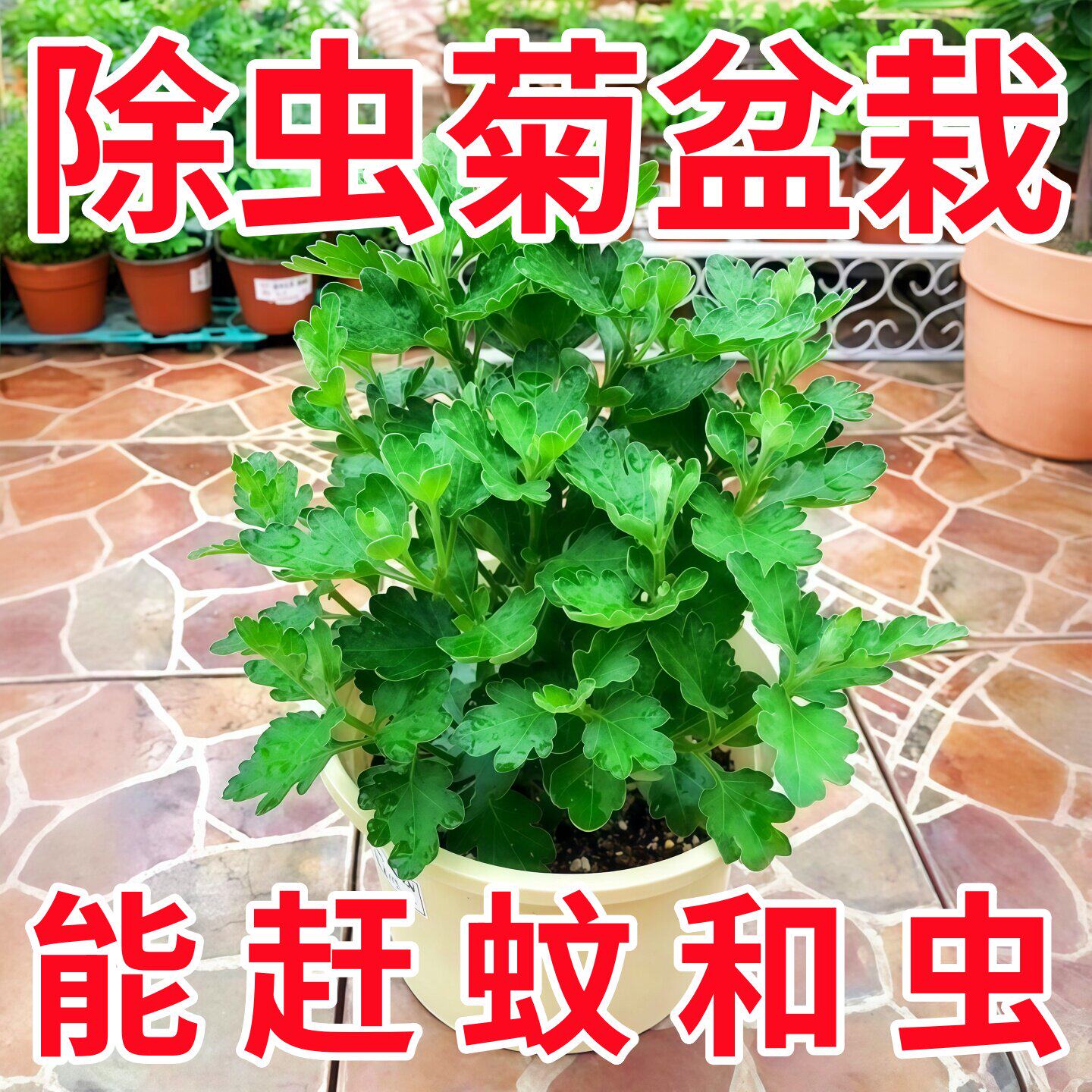 除虫菊花苗带花苞驱蚊植物花卉当年开花阳台夏季驱虫菊花盆栽室外