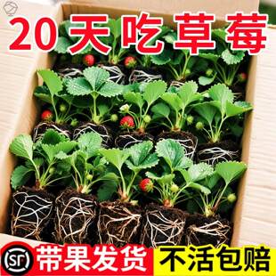 四季草莓苗奶油红颜草莓秧大棚种植草莓盆栽当年结果新苗带土果苗
